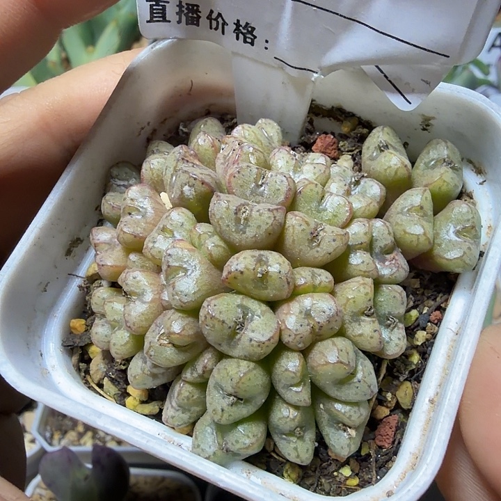 085。多肉植物的生长