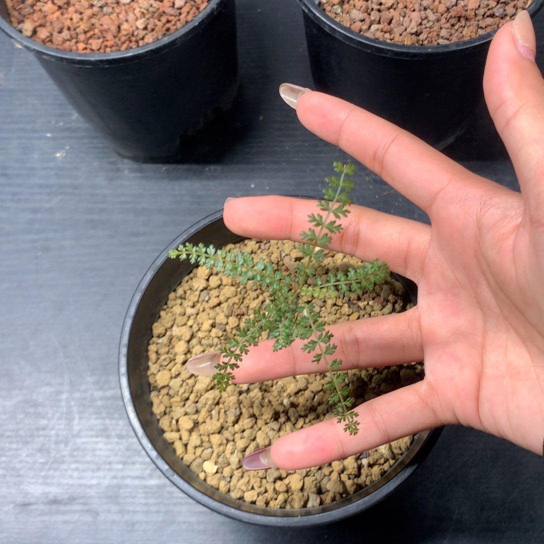 @**执索科特拉乳香实生实生