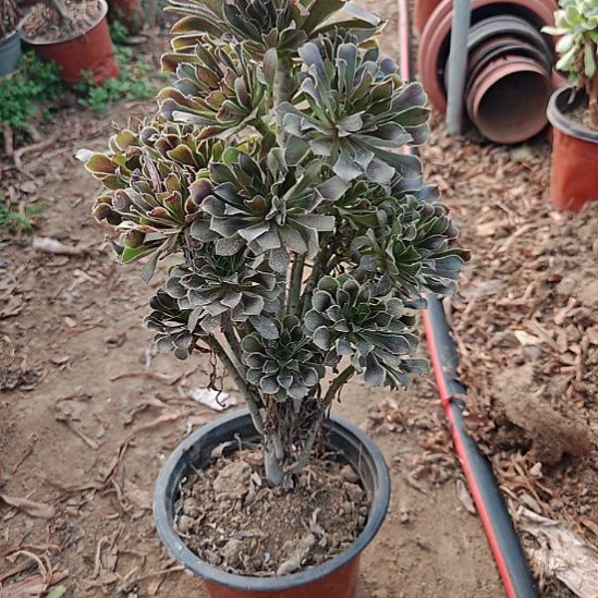 缘***灰法师加急发货18