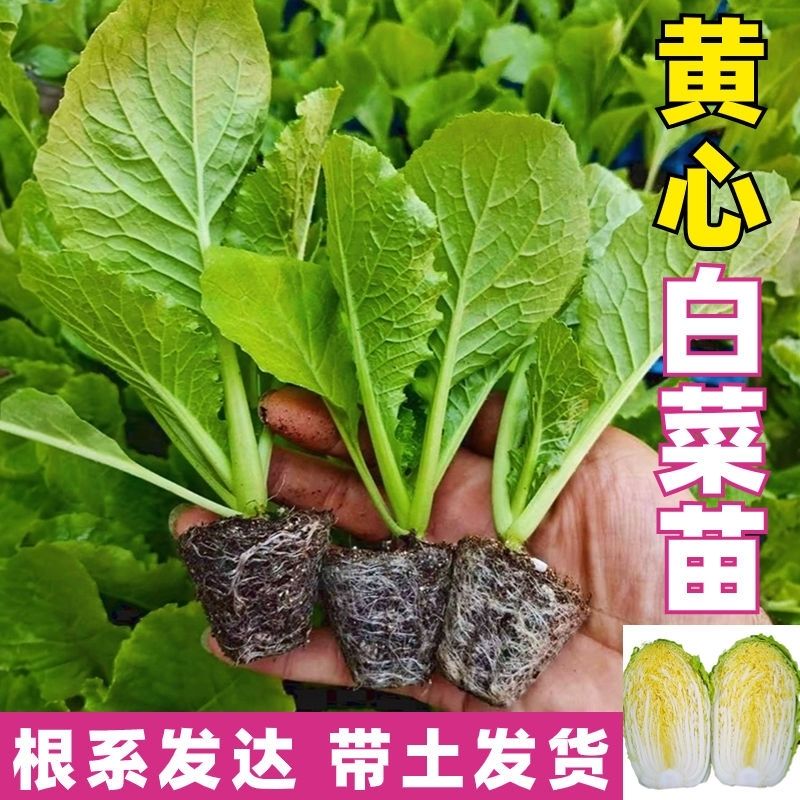 黄心大白菜秧苗黄心耐寒盆栽田园蔬菜秧苗冬天小白菜苗秧苗带土发