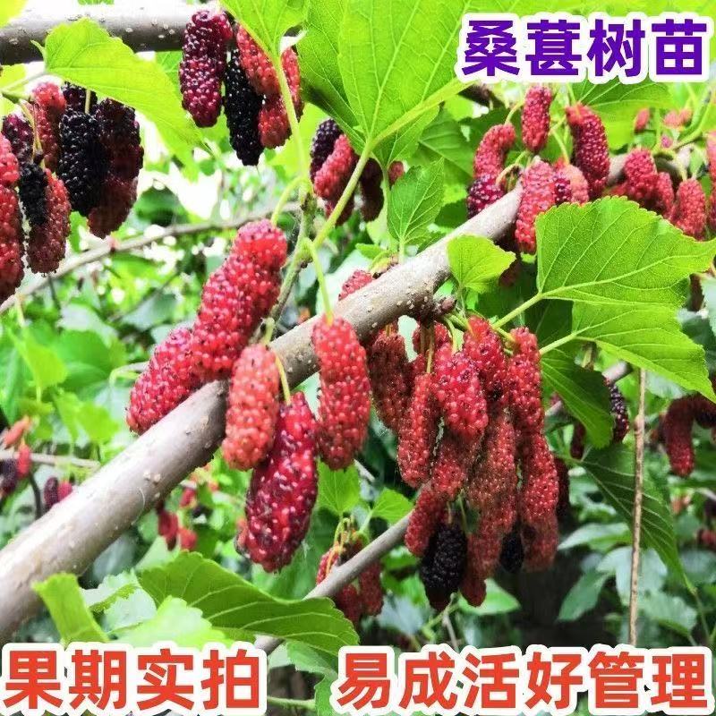 南方北方均可种植的大果可鲜食耐寒