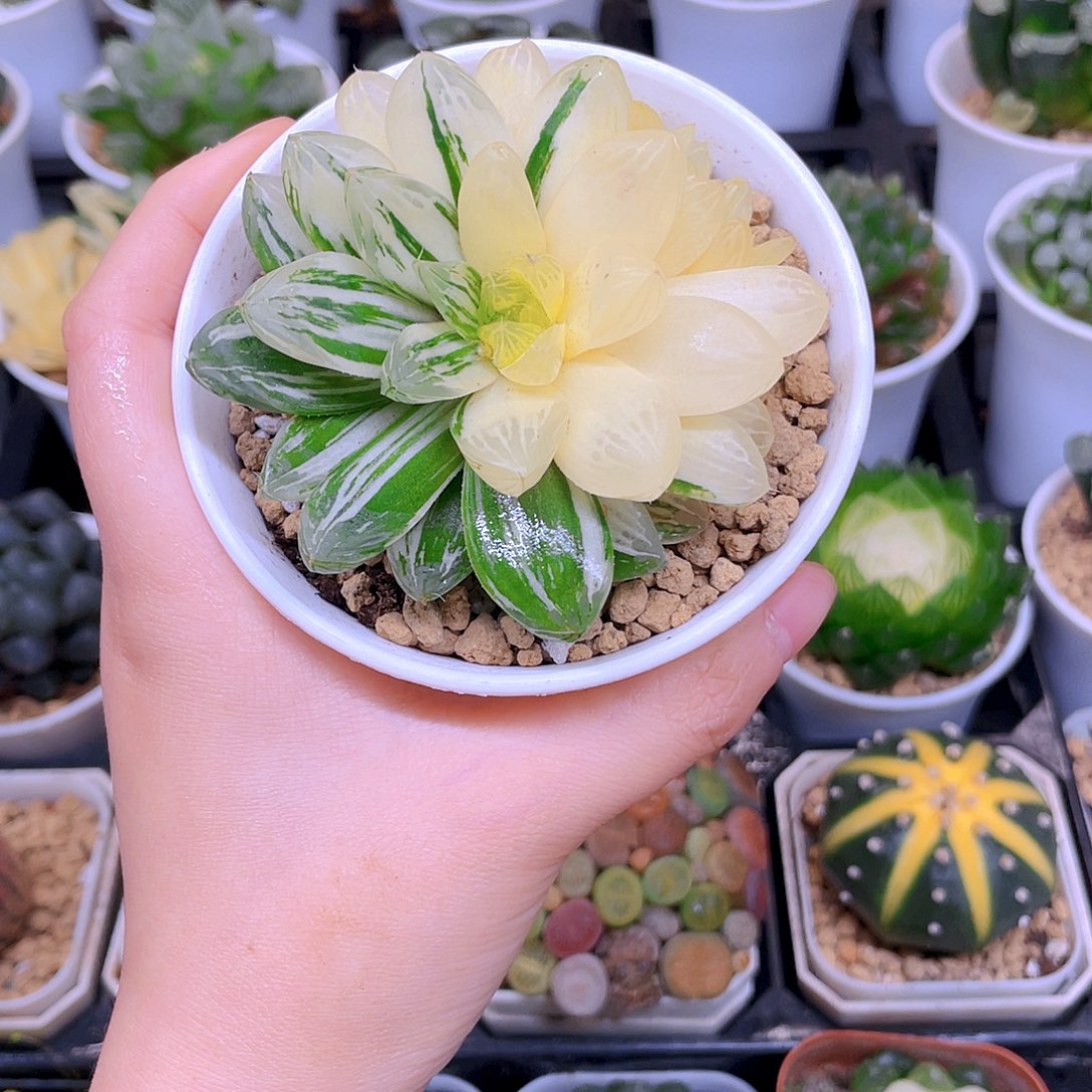 苏州玉露锦，原盆