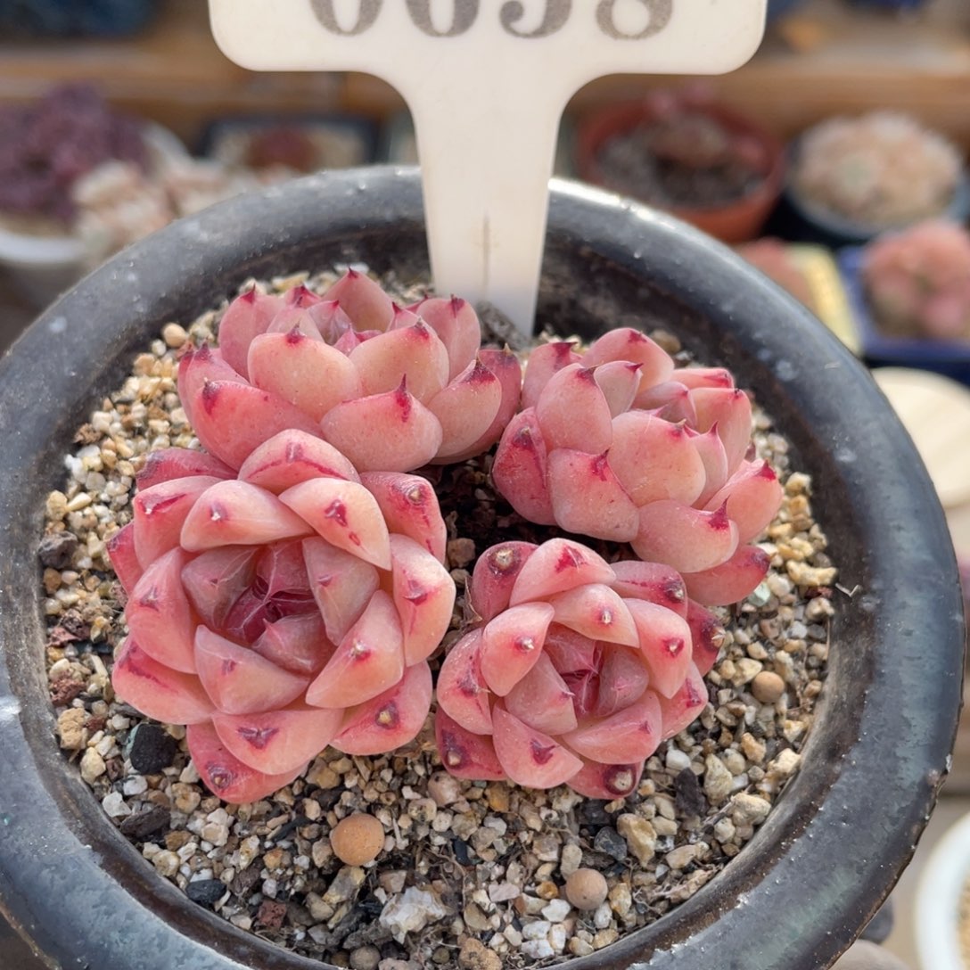 0658 佳人 6.5厘米 不带盆