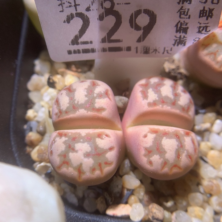 精品生石花26.229