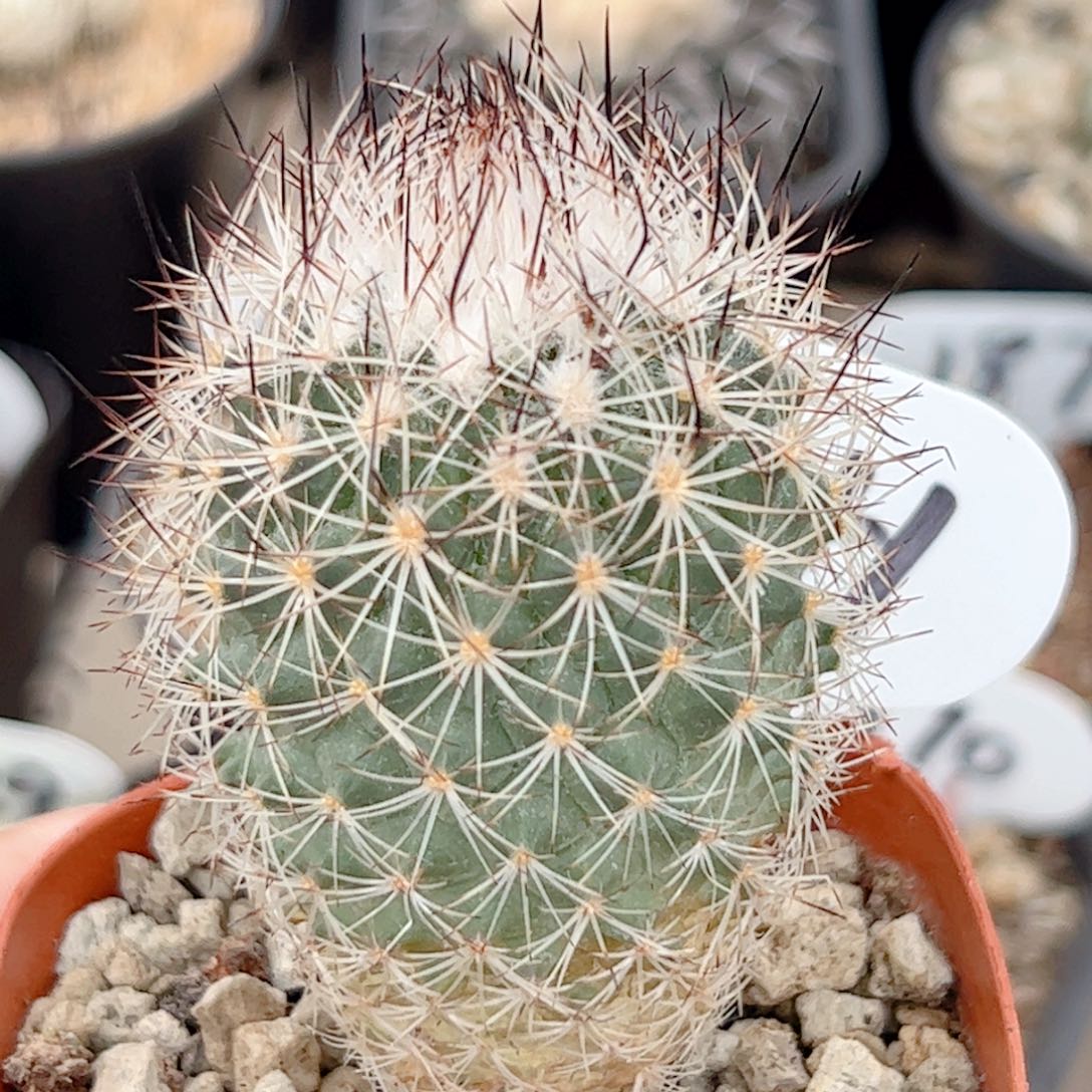 白琅玉实生仙人球