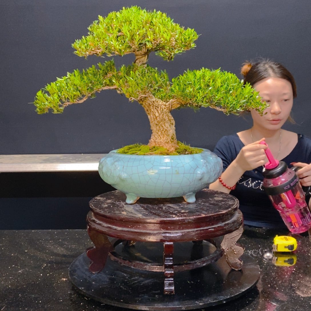 绿植黄杨盆景雀舌软枝