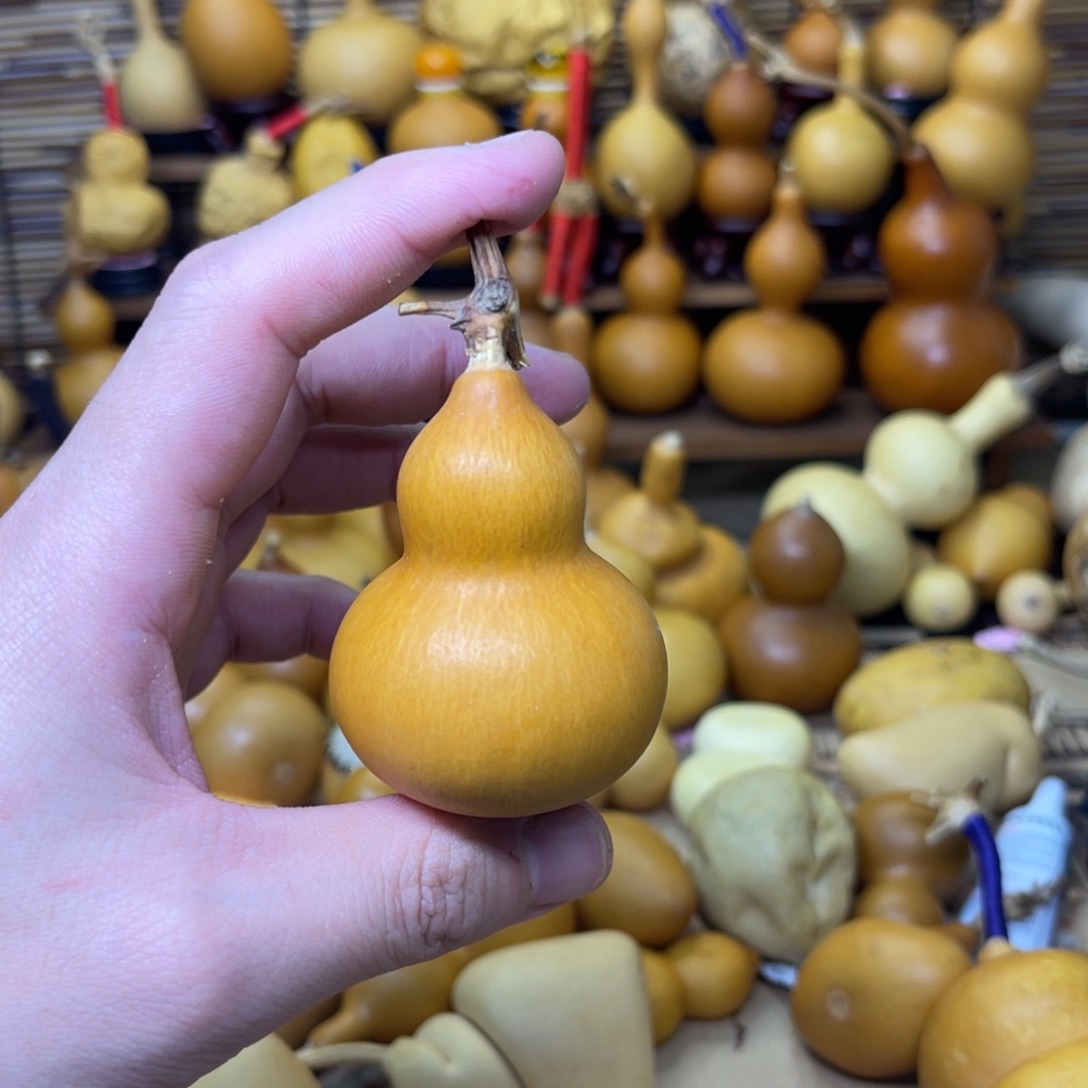 厚皮响籽小胖墩炸齐16