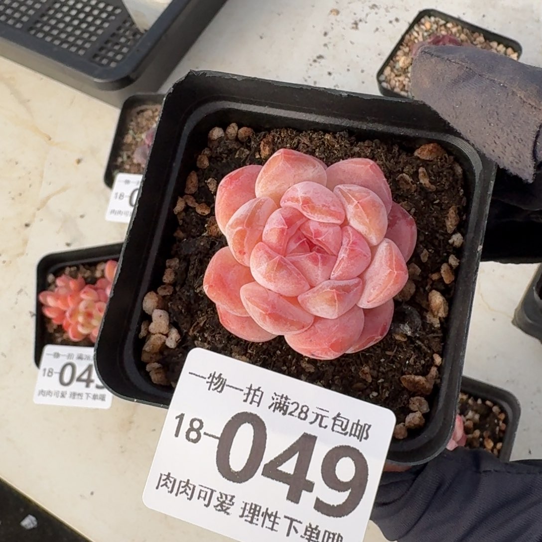 黛玉无盆土发货无