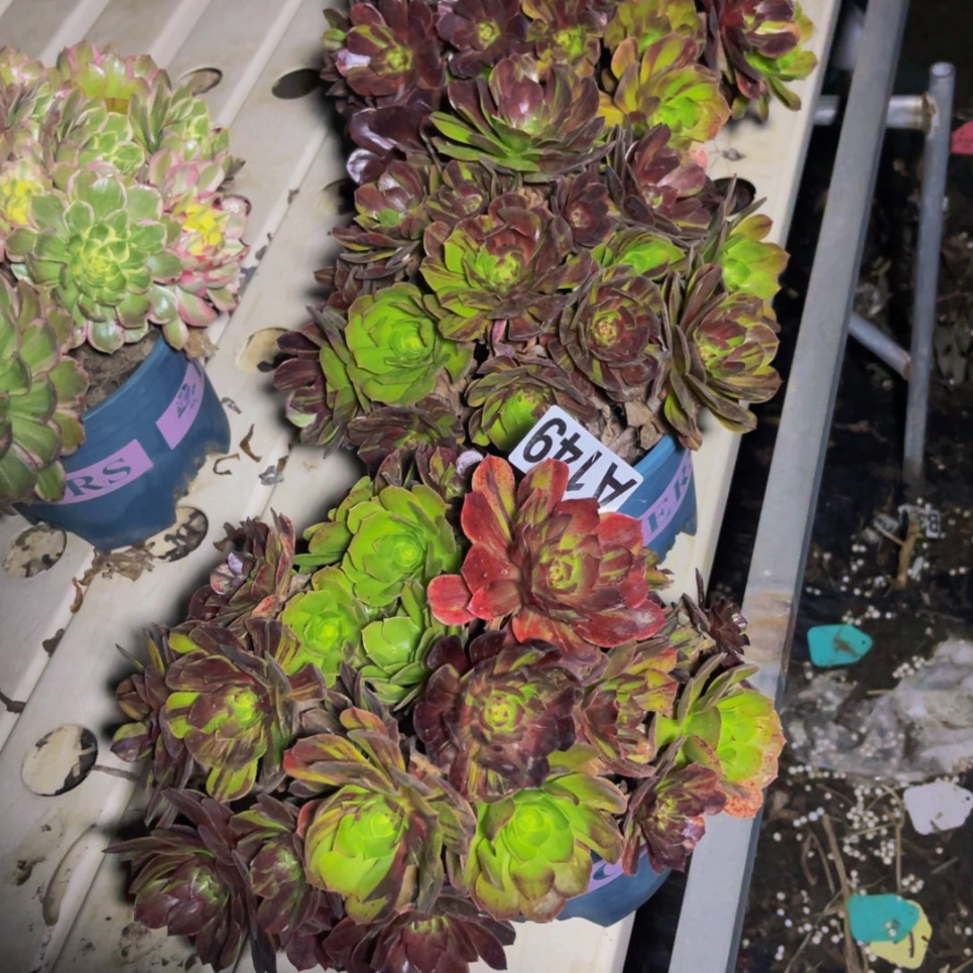 三盆无售后7////21包邮