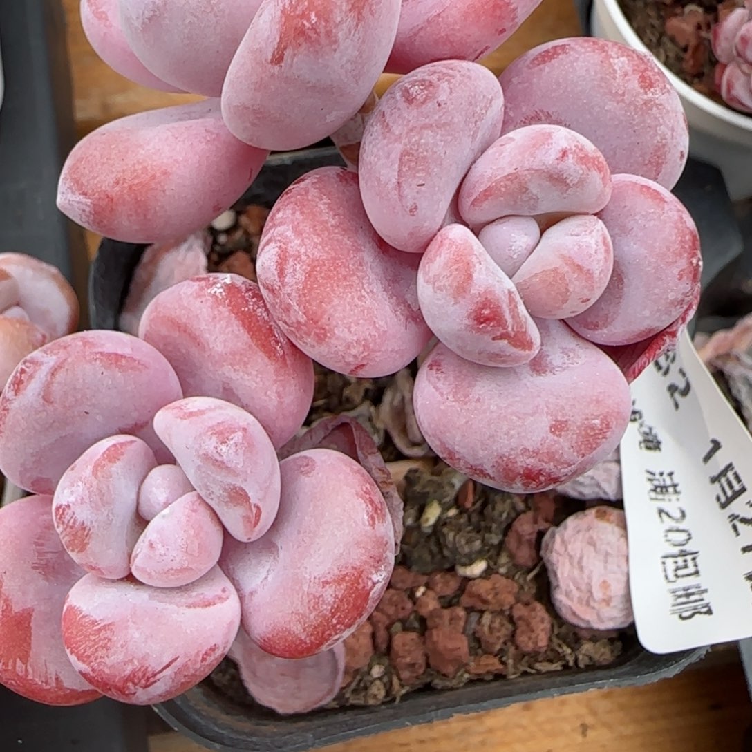 花语逸镜0127-632