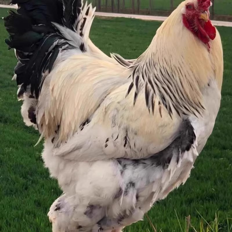 婆罗门梵天鸡肉质鲜美漂亮美味好吃