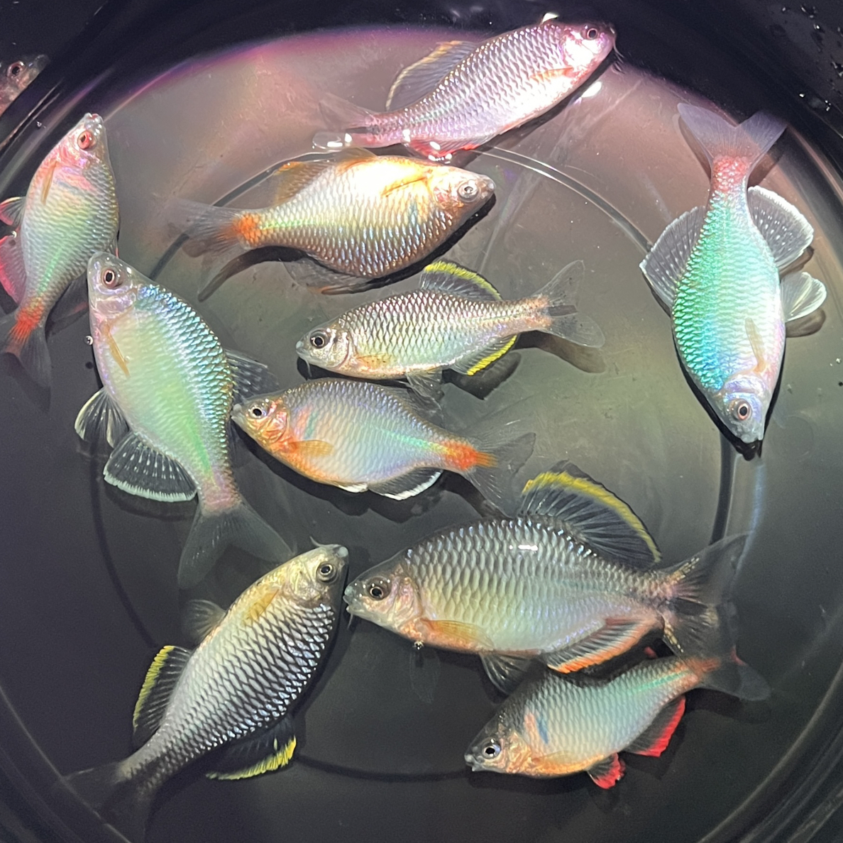 鳑鲏鱼齐氏鱊挑鱼专用链接  直接下单随机搭配品种