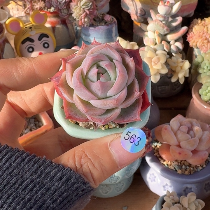 563 多肉含盆土30元包邮除偏远