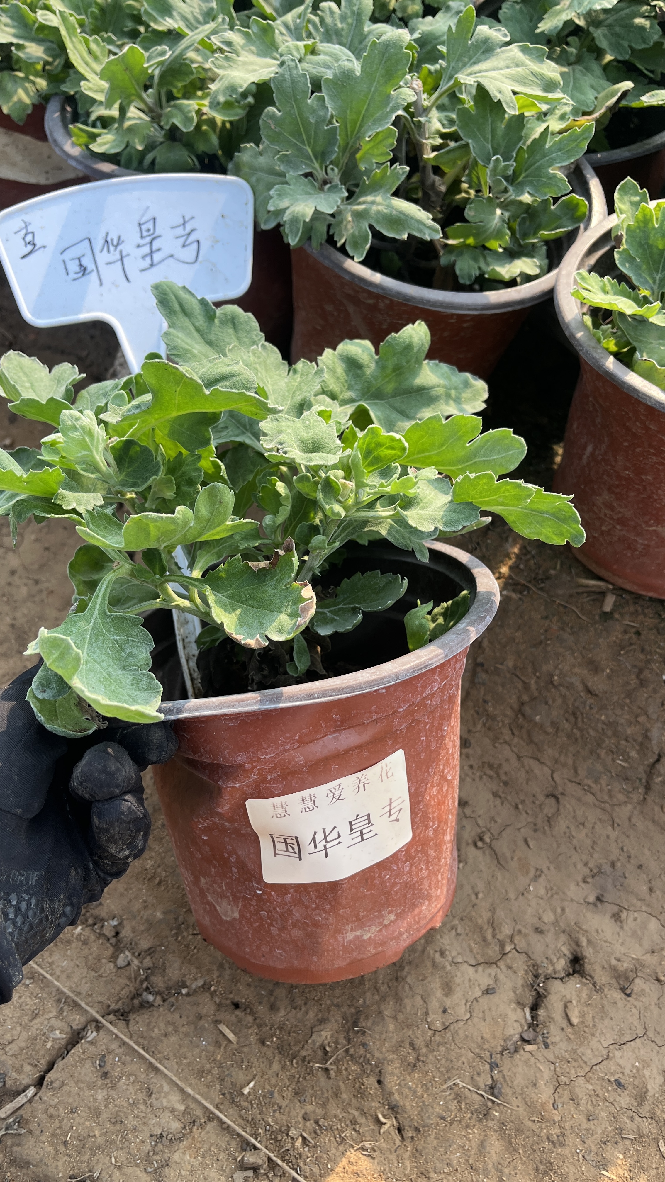 【国华皇专菊花】九月菊大花盆栽新手