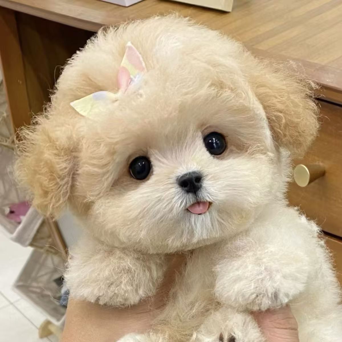 【茶杯犬】泰迪幼犬小崽小体泰迪茶杯犬宠物泰迪幼犬黑红灰泰迪活体