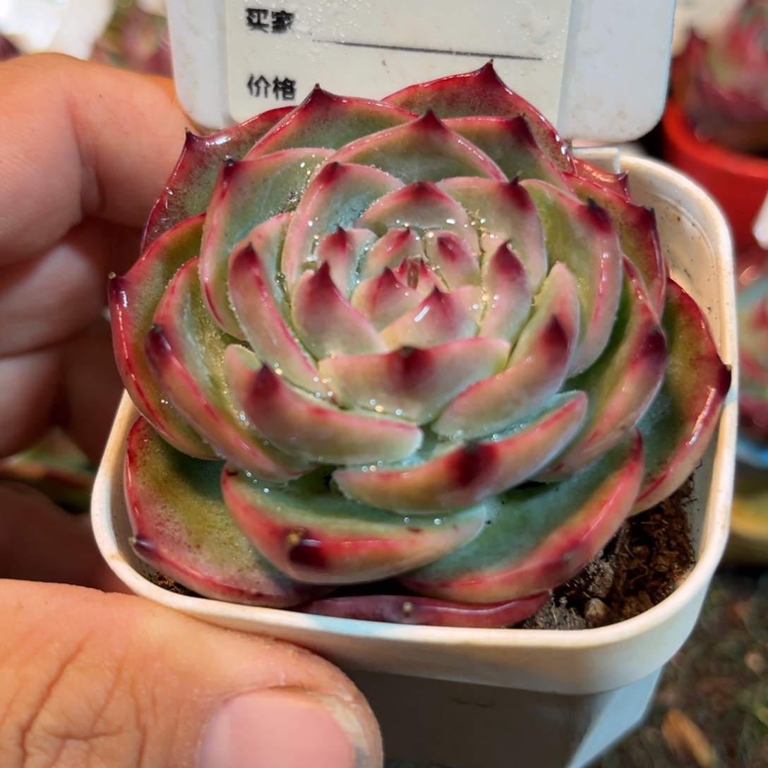 惊鸿一瞥803号多肉