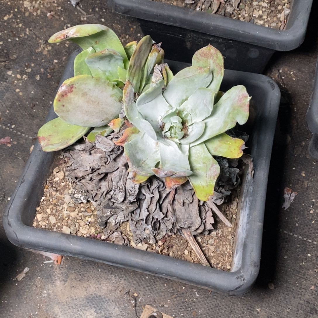 1945普西瑕疵无售后哈哈哈哈哈哈哈哈多肉