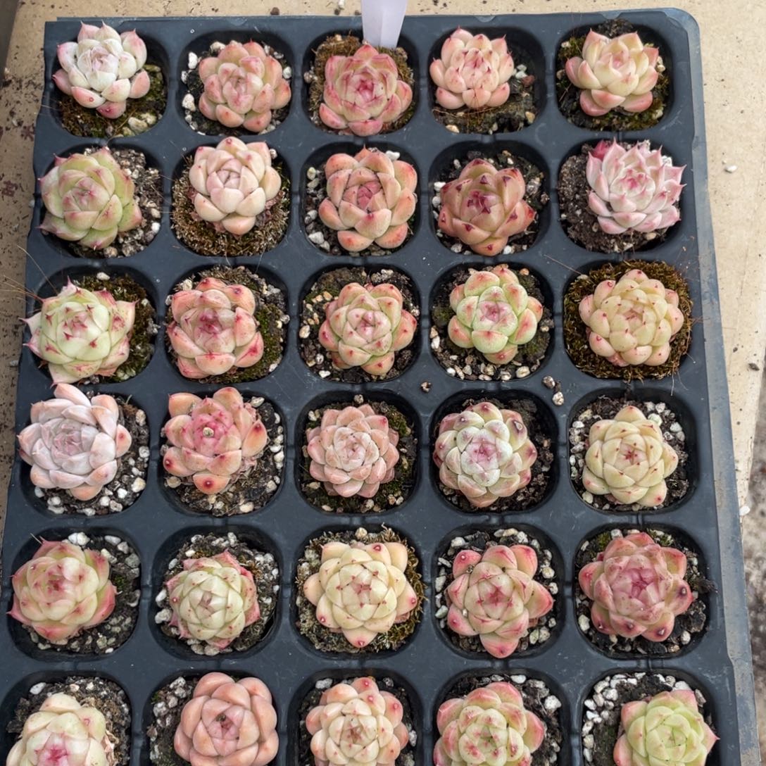 不包整散 盆子不售后2360