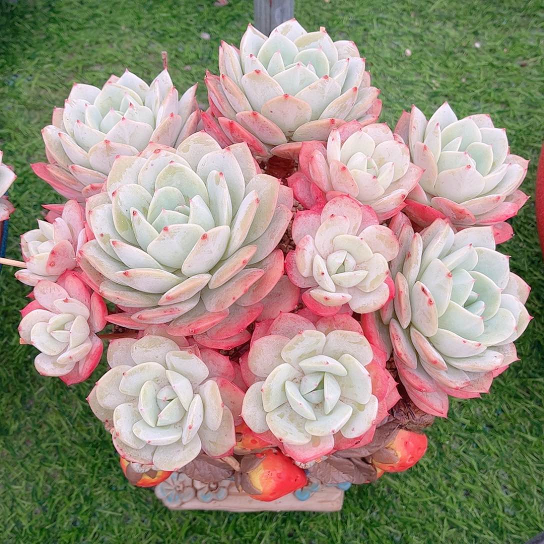 韩版恋曲精品多肉