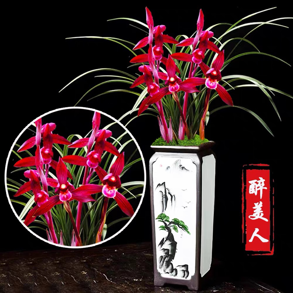 直播间一物一拍单拍无效浓香型带花苞好养易活的春兰盆栽花卉