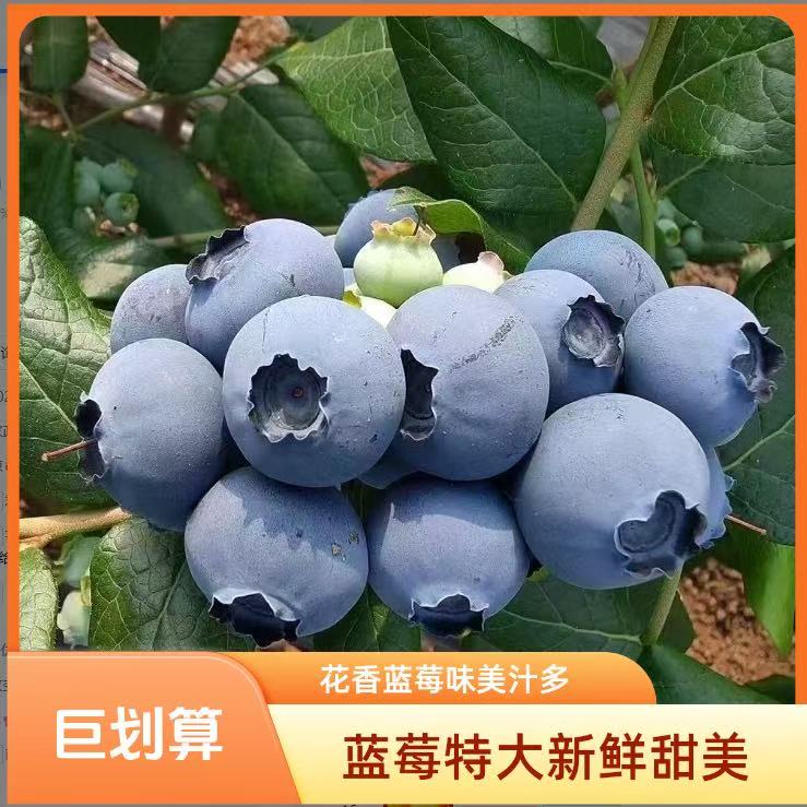 【DS精选】云南花香蓝莓新鲜水果大果酸甜多汁现摘现发坏果包赔