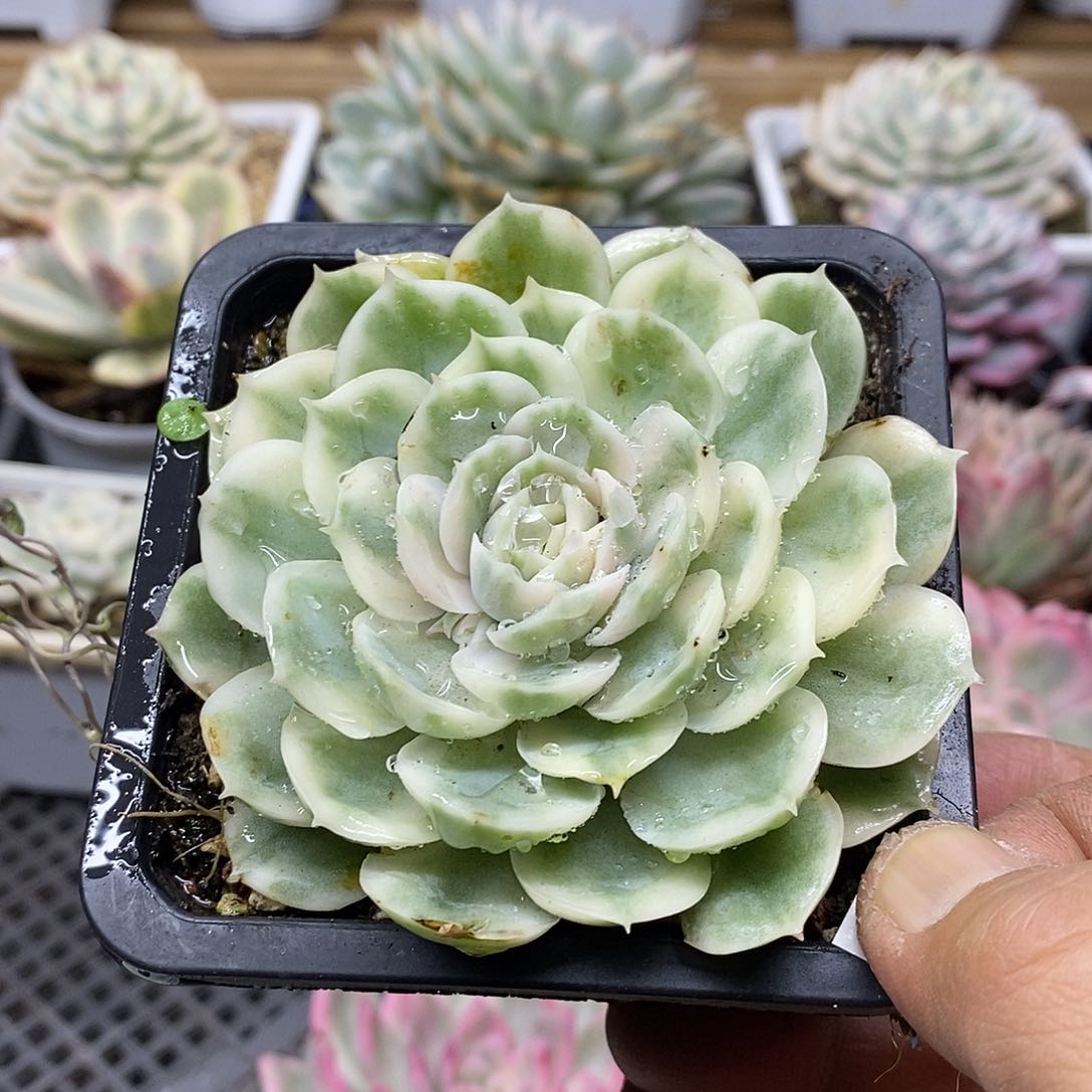 1246 昂斯诺锦多肉 需延时发货