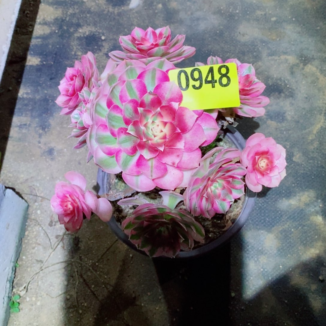 倾城多肉植物0948