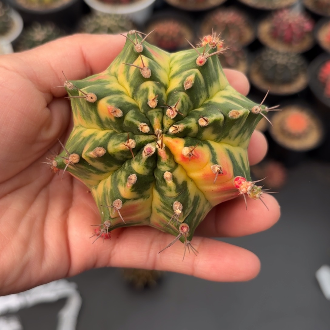 泰系实生米哈仙人球30号