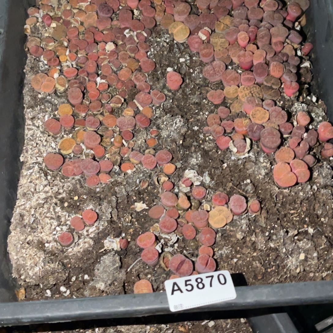 T***i5870福利筐1不售后