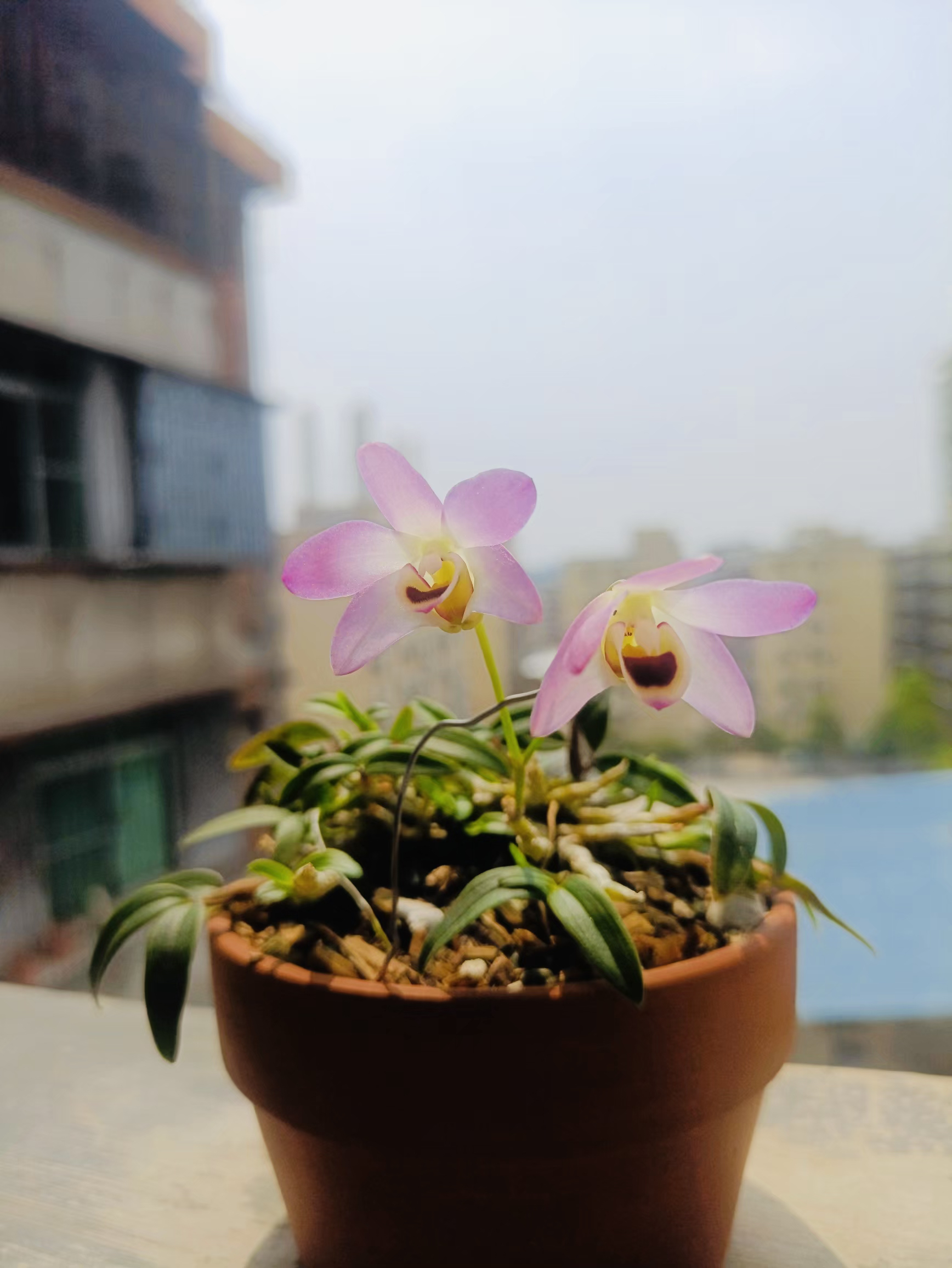 小曲茎石斛兰室内阳台图片庭院花卉绿植植物盆栽石斛盆栽