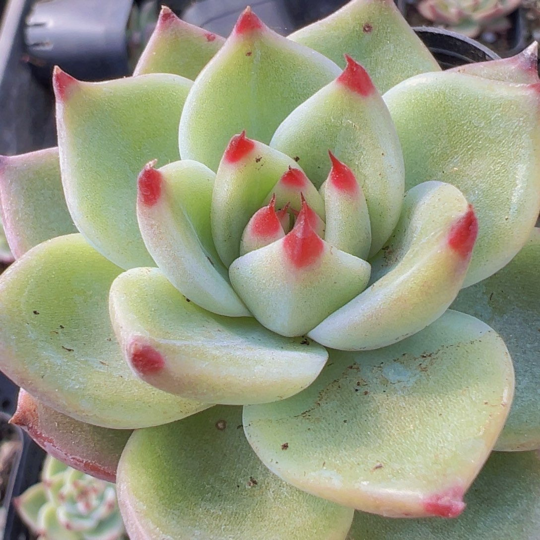 蓝龙19包邮多肉植物