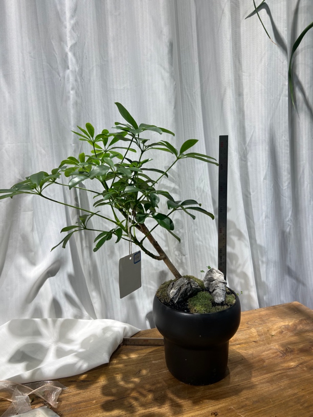 老桩鸭脚木，招财树