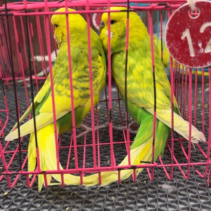 超***虎皮鹦鹉虎皮鹦鹉