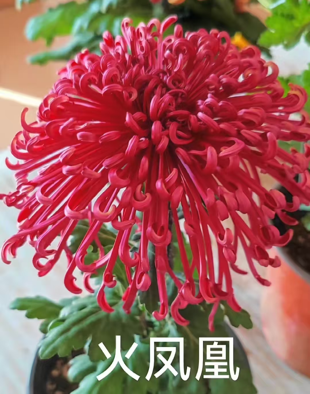 九月菊【火凤凰】菊花大苗稀有品种九月大菊盆栽
