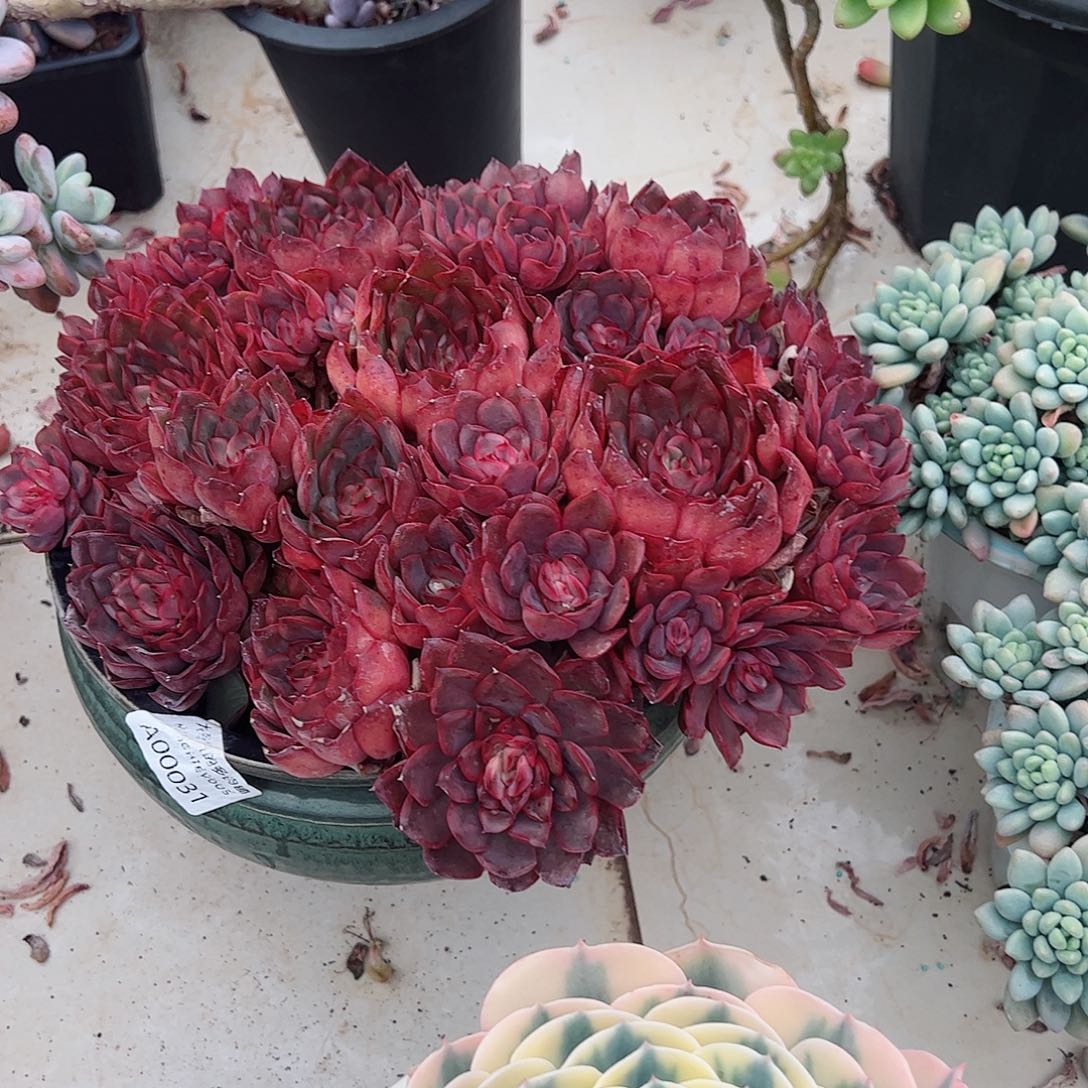 鑫*0031萤火虫大盆群生老桩