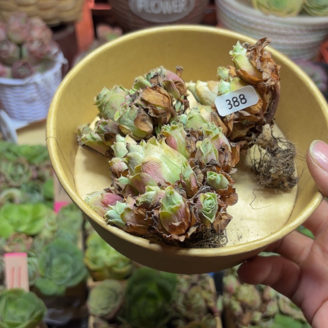 和***山地玫瑰多肉植物花卉388