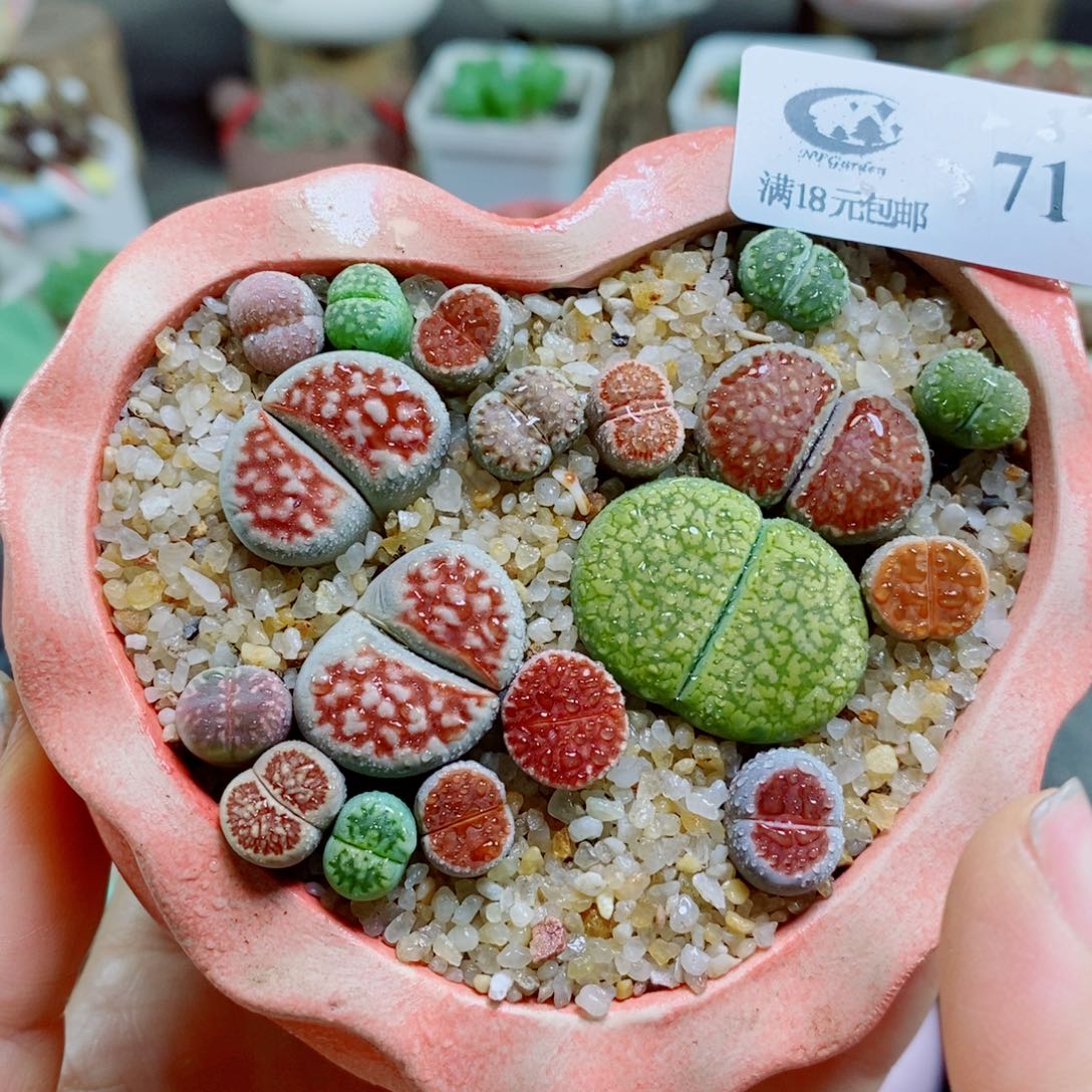 生石花花花花花花花花71