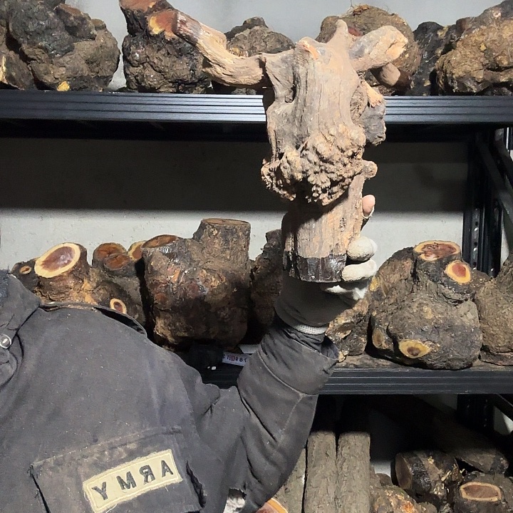 三***爸香榧木火琉璃的故事是一个人