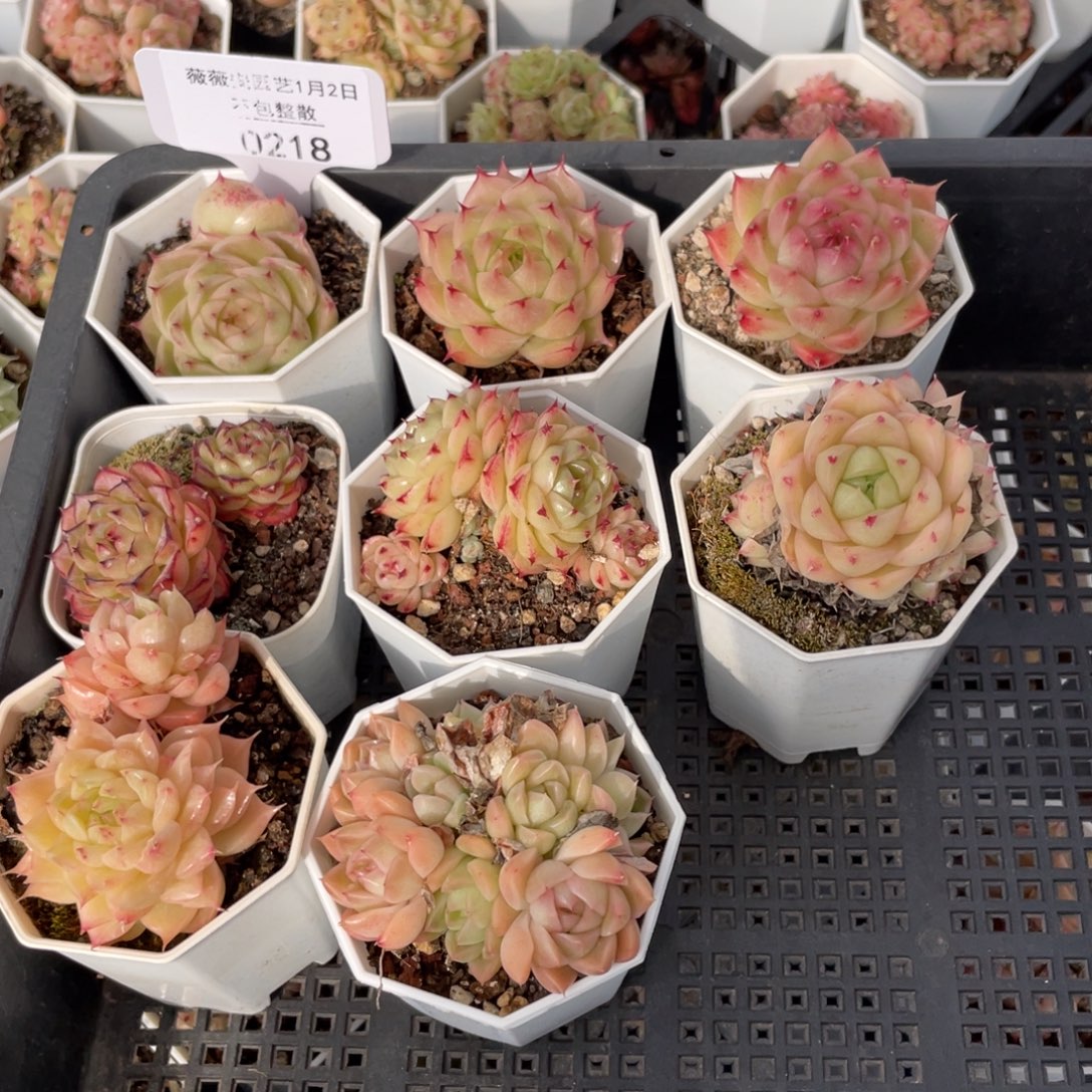 不包整散 盆子不售后0218