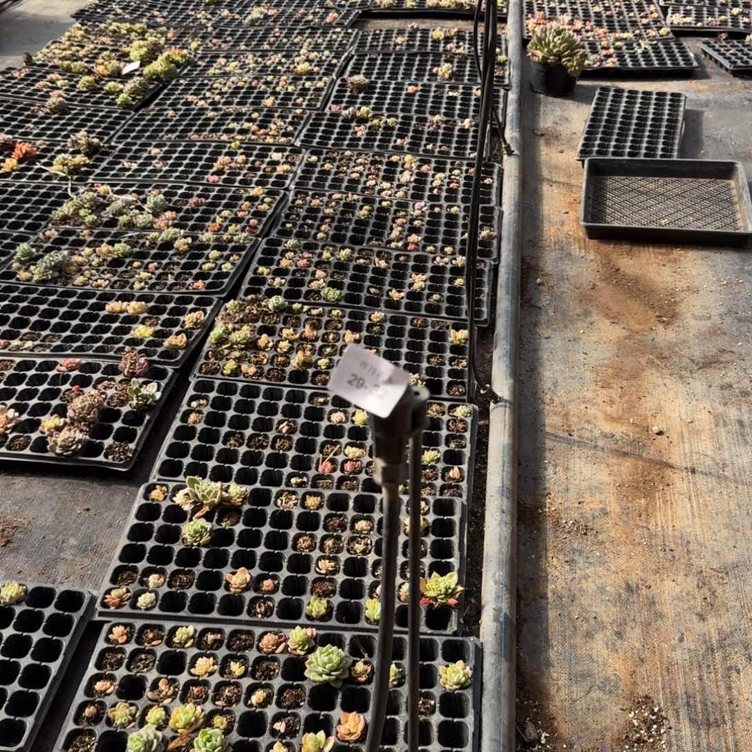 29-32生病附近珍妮五十颗量拍