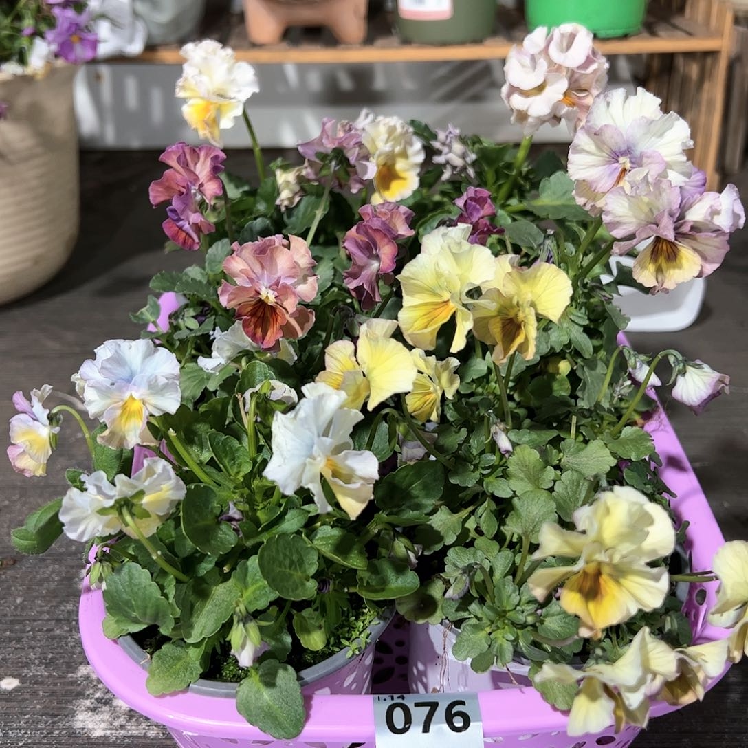 【闪购商品】076号