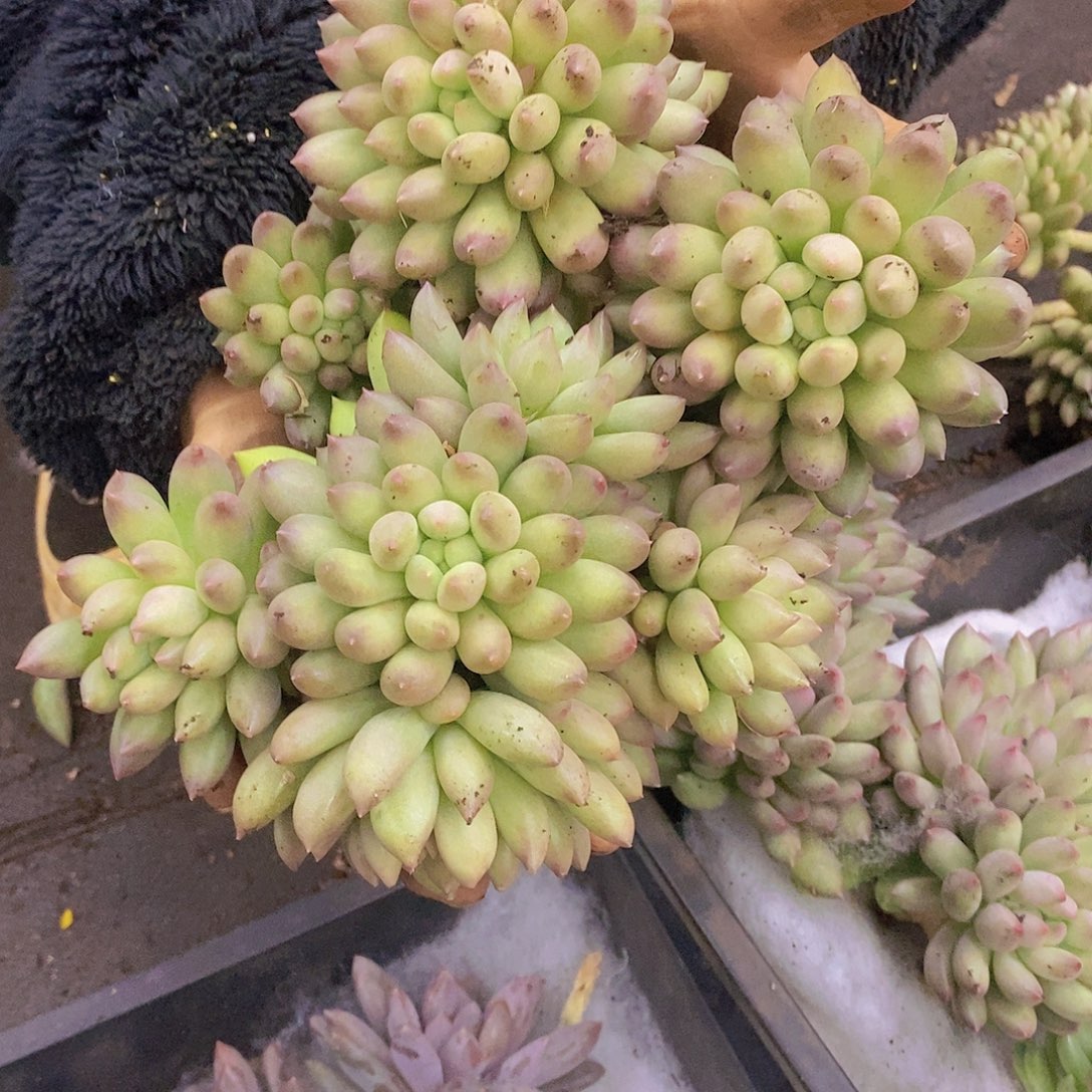 多肉植物多肉植物