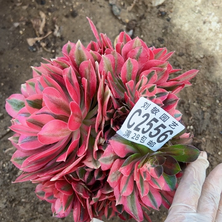 2556多肉植物法师花脸