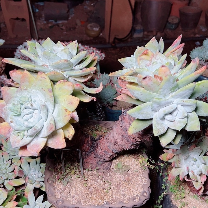 逆***跑9581萨利纳仙女杯多肉