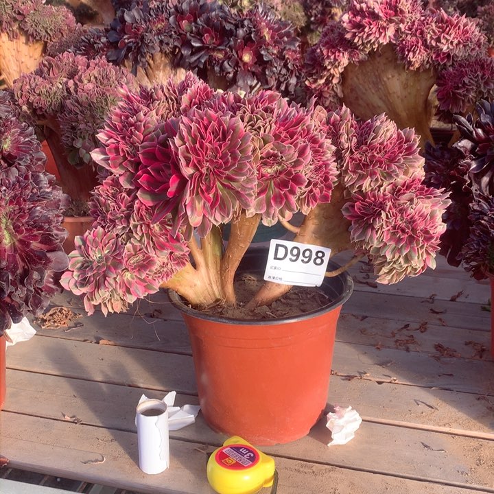 998粉女巫缀多肉法师