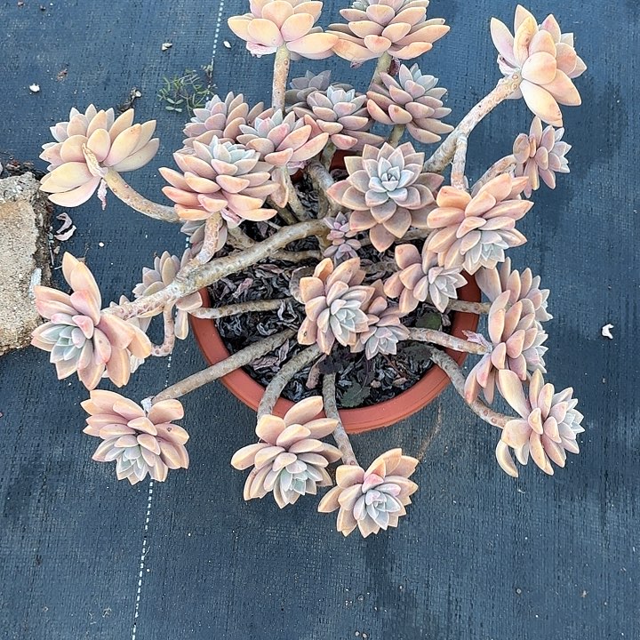 多肉植物，淡雪一颗