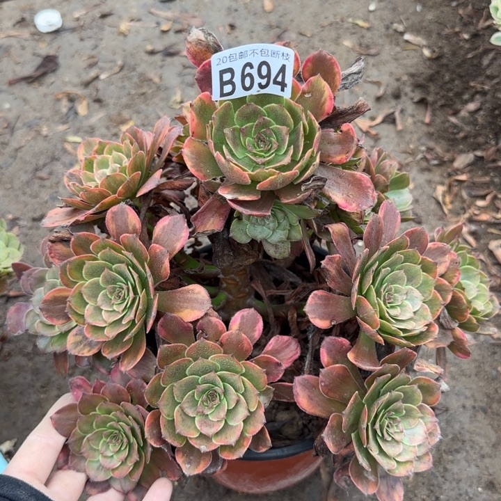 烟花……多肉植物……
