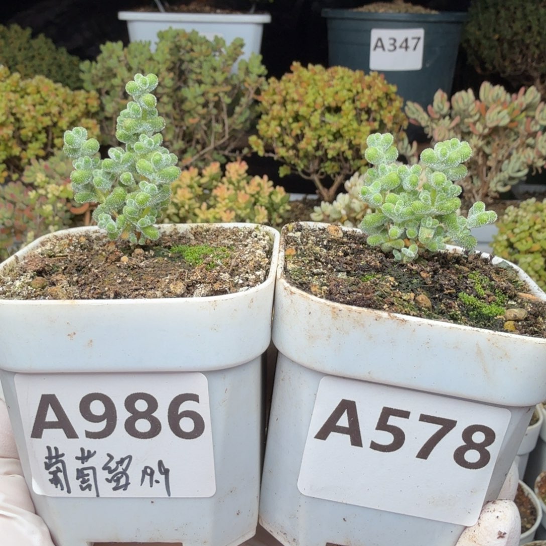 懒***rA578 986超级莱斯