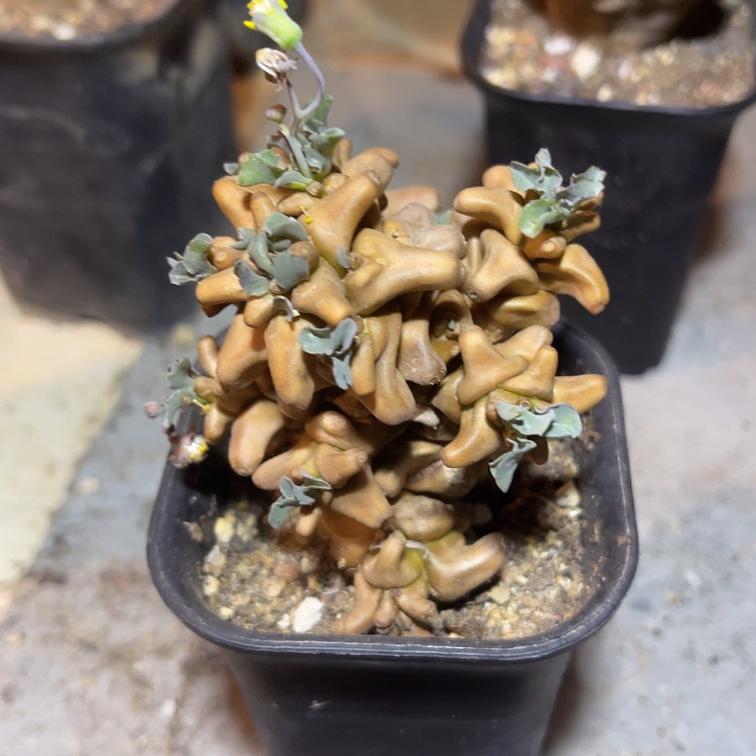 实生大尤蛮鬼塔一物一拍