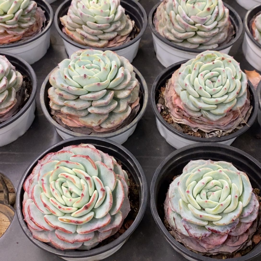 97。勃朗峰。小盆混发。